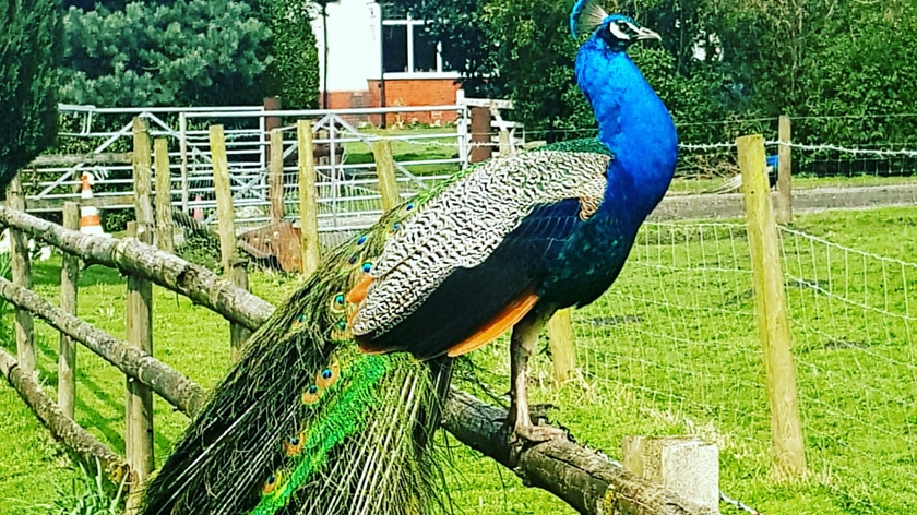 Lydiate Hall Farm Peacocks