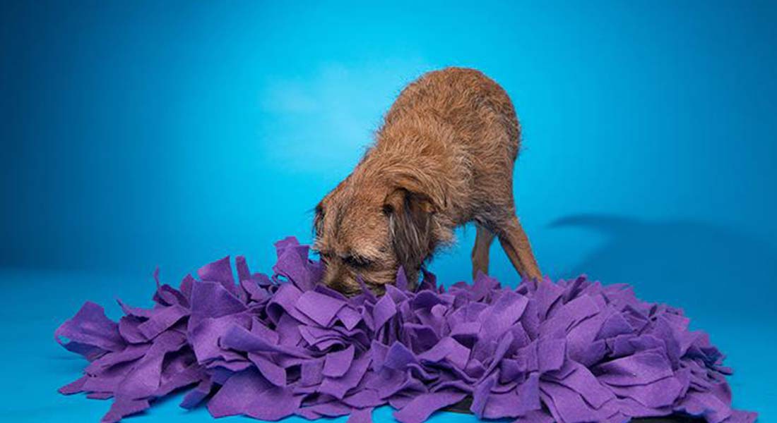 Dogs Trust Merseyside