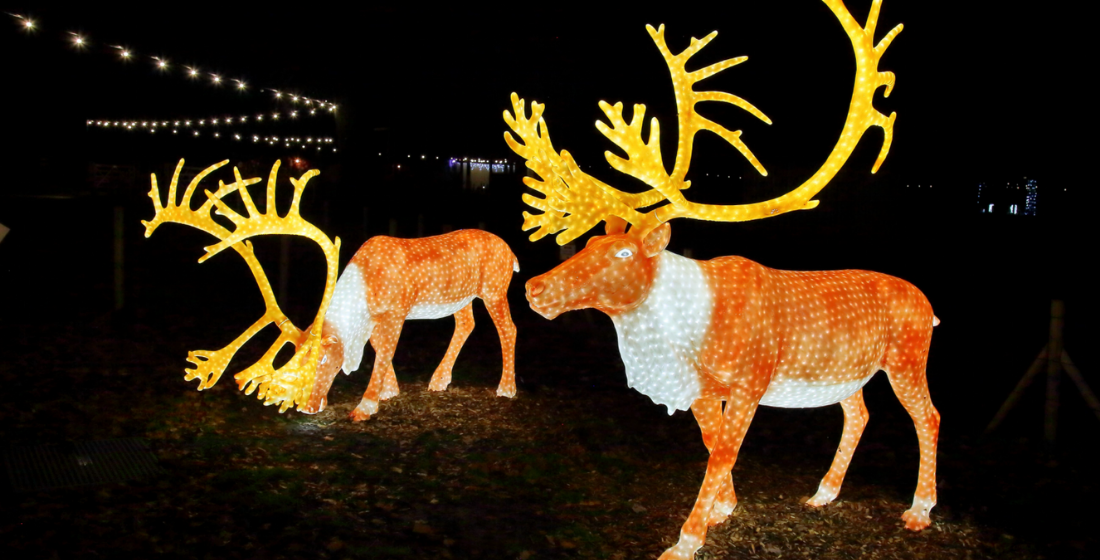 Christmas light display at Knowsley Safari 