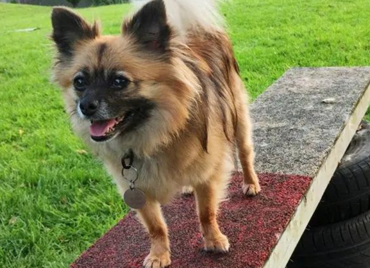 Dogs Trust Liverpool