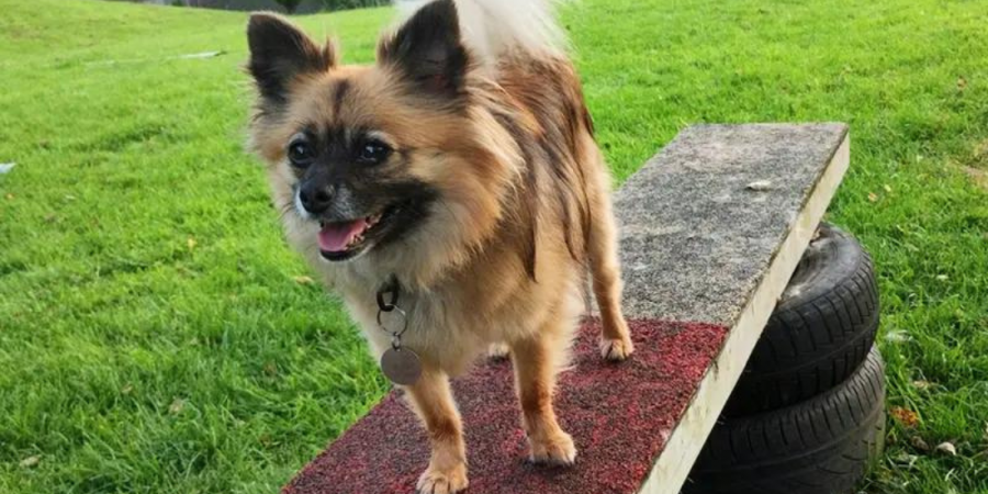 Dogs Trust Liverpool