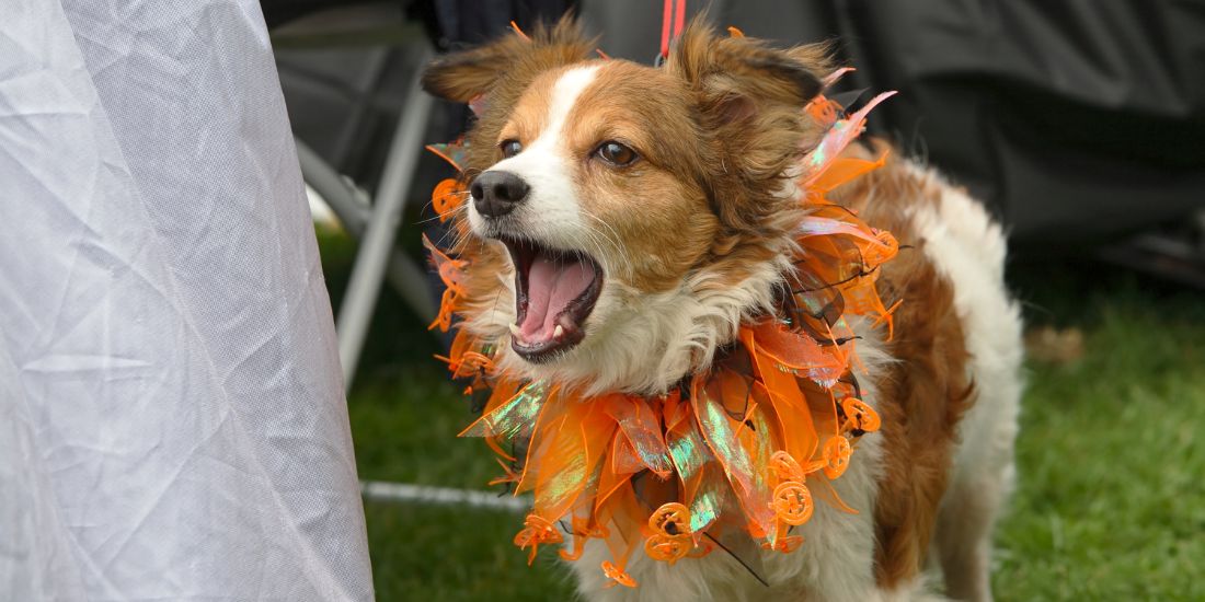 Best Dog Halloween Costumes for Liverpool’s Beloved Pups