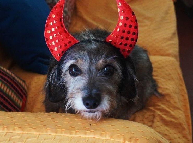 Best Dog Halloween Costumes for Liverpool’s Beloved Pups