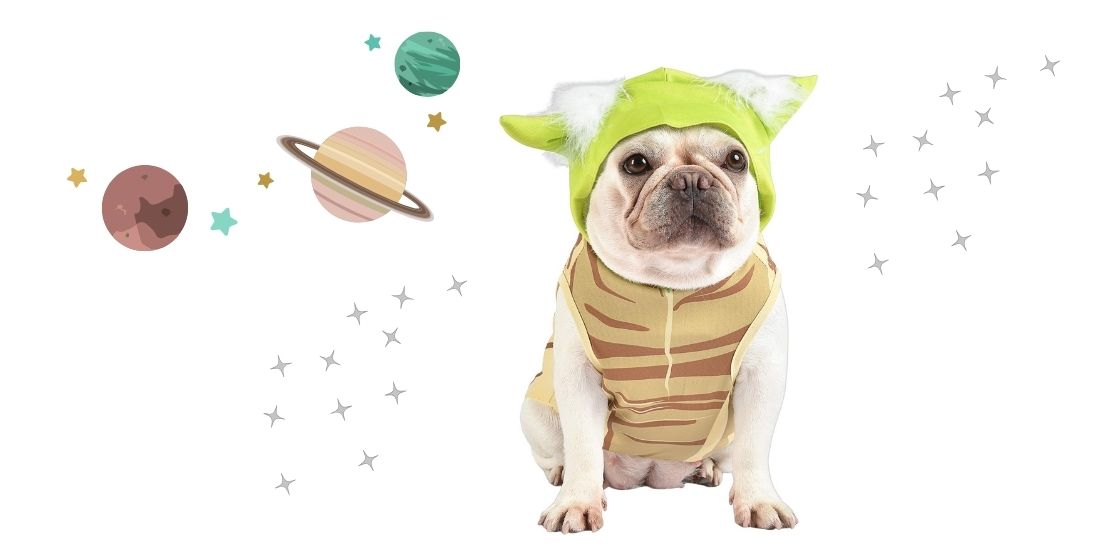 Best Dog Halloween Costumes for Liverpool’s Beloved Pups