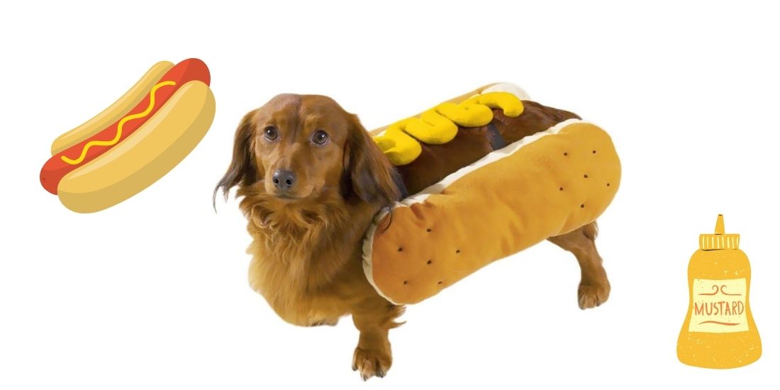 Best Dog Halloween Costumes for Liverpool’s Beloved Pups