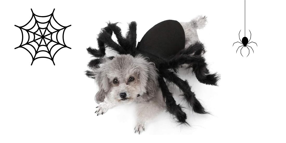 Best Dog Halloween Costumes for Liverpool’s Beloved Pups