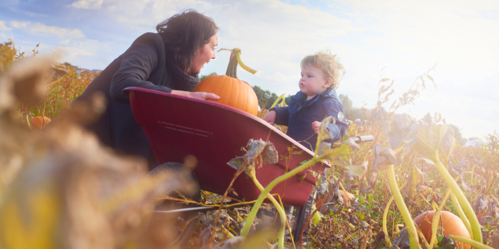 Liverpool Pumpkin Picking 2025