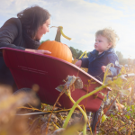 Liverpool Pumpkin Picking 2025