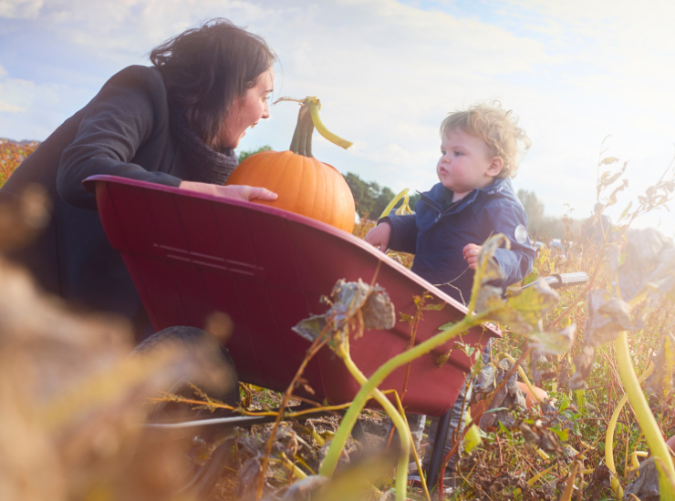 Liverpool Pumpkin Picking 2025