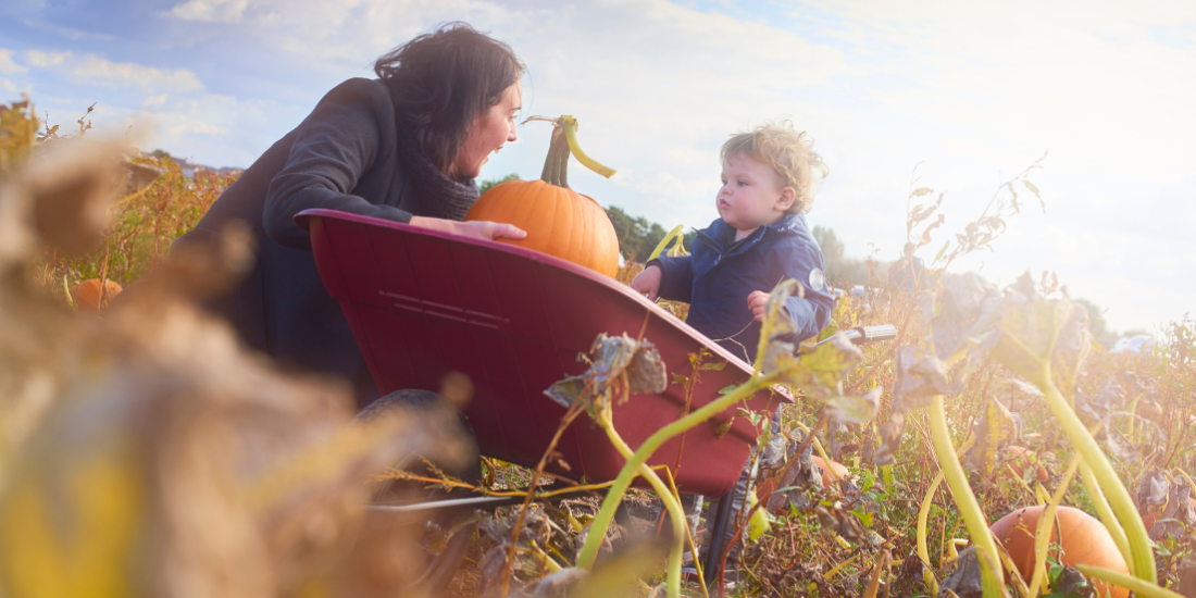 Liverpool Pumpkin Picking 2025