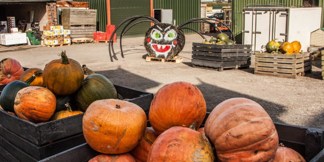 Liverpool Pumpkin Picking 2025