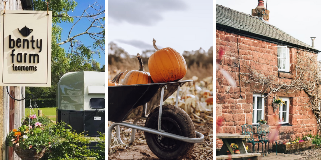 Liverpool Pumpkin Picking 2025