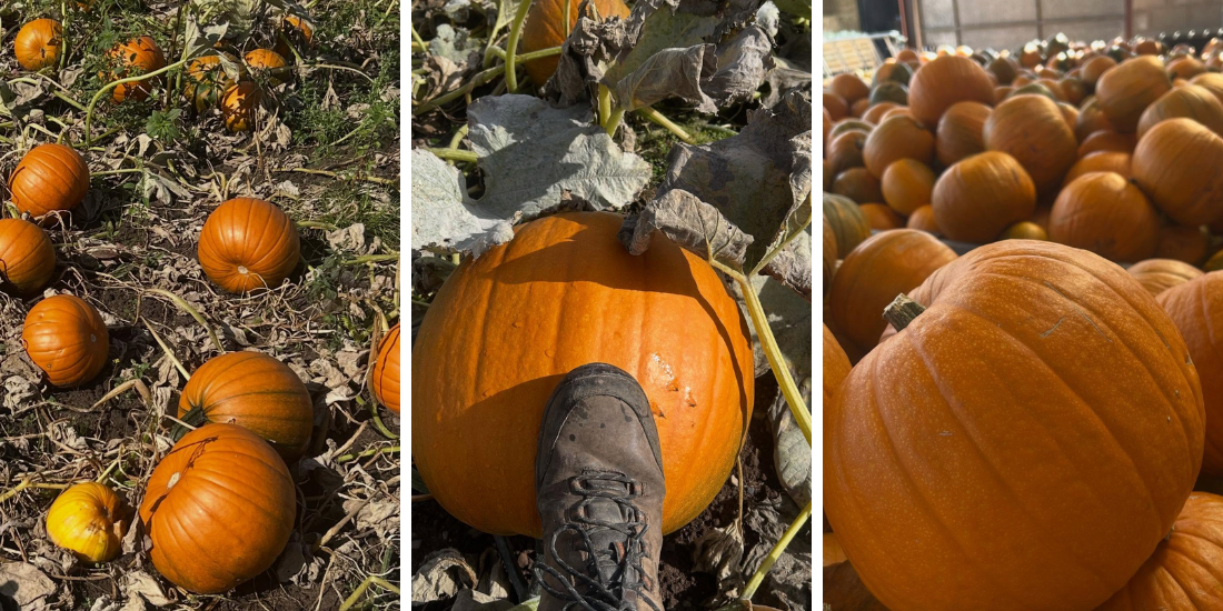 Liverpool Pumpkin Picking 2025