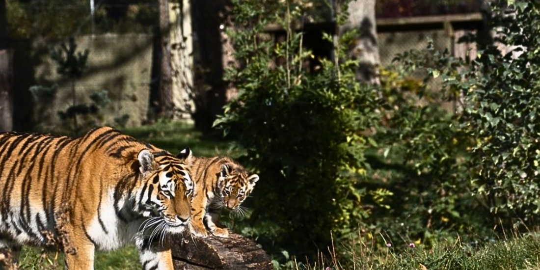 See The New Tiger Cubs at Knowsley Safari