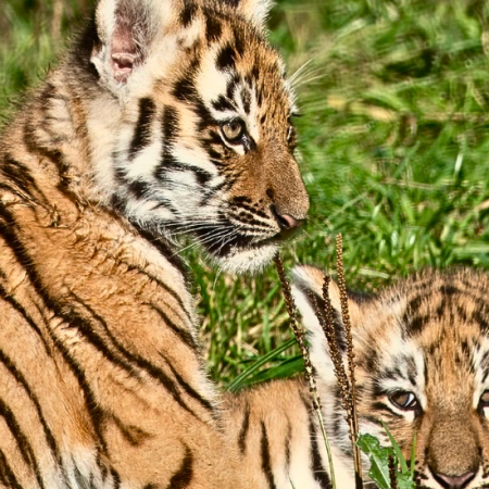 See The New Tiger Cubs at Knowsley Safari