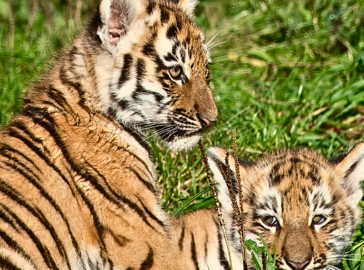 See The New Tiger Cubs at Knowsley Safari