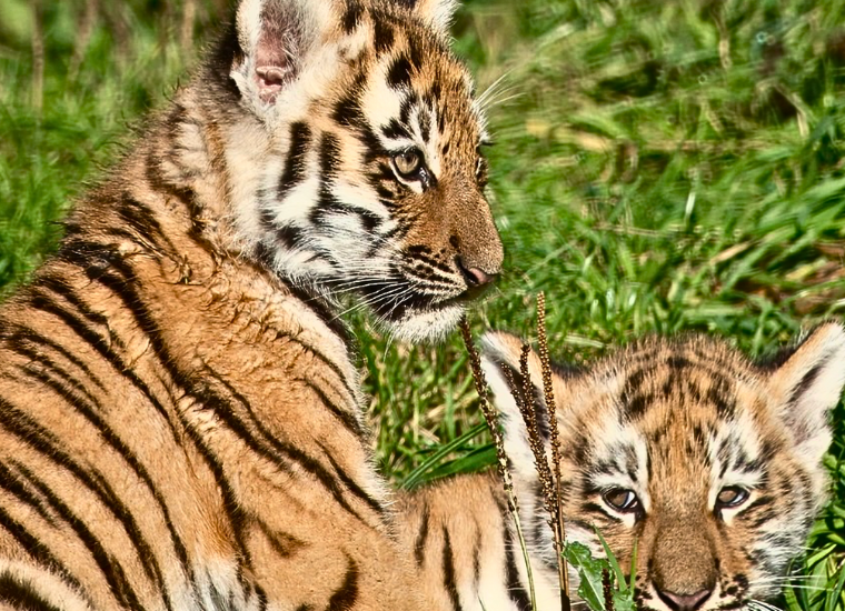 See The New Tiger Cubs at Knowsley Safari