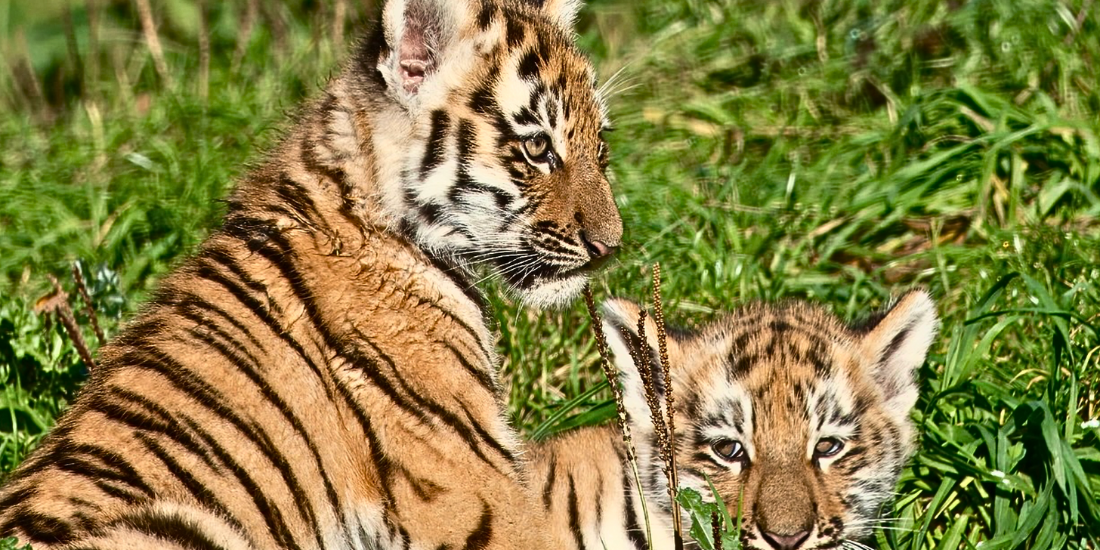 See The New Tiger Cubs at Knowsley Safari