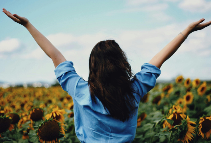 sunflower fields and liverpool farms