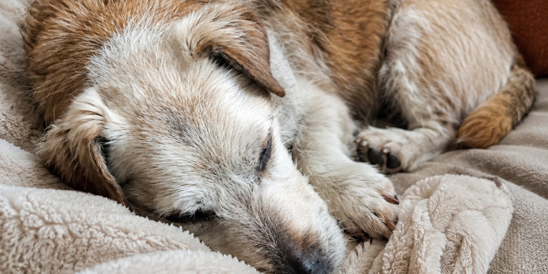 Different Dog: We Put Liverpool's Freshest Subscription Dog Food To The Test