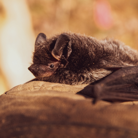 Bat walk liverpool