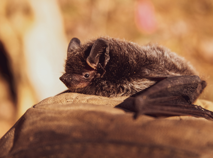 Bat walk liverpool