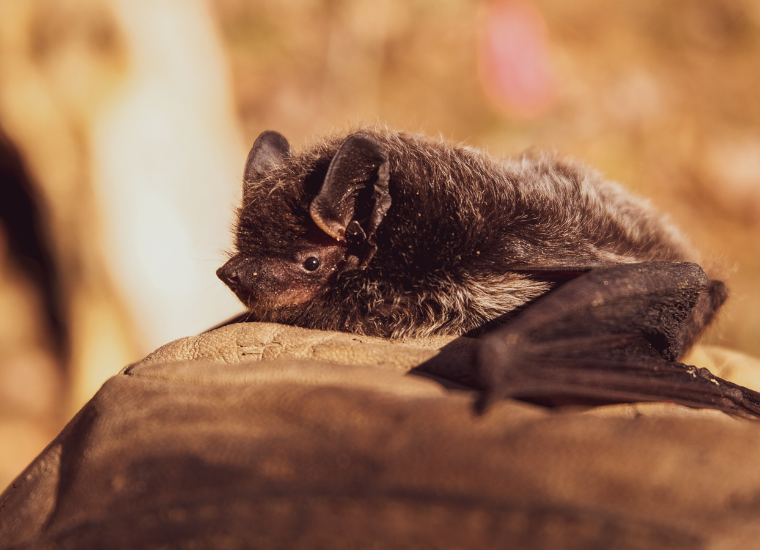 Bat walk liverpool