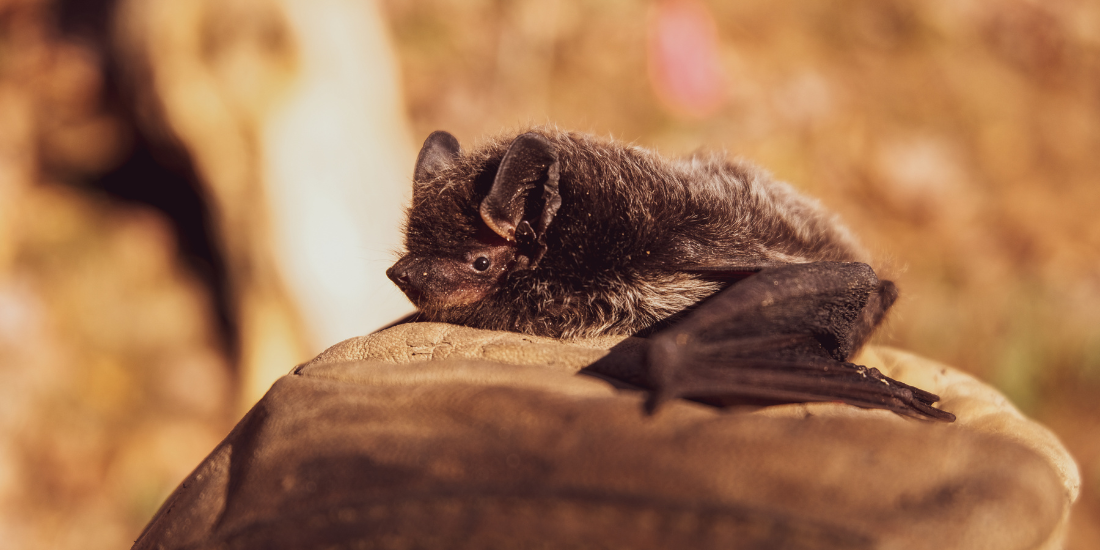 Bat walk liverpool