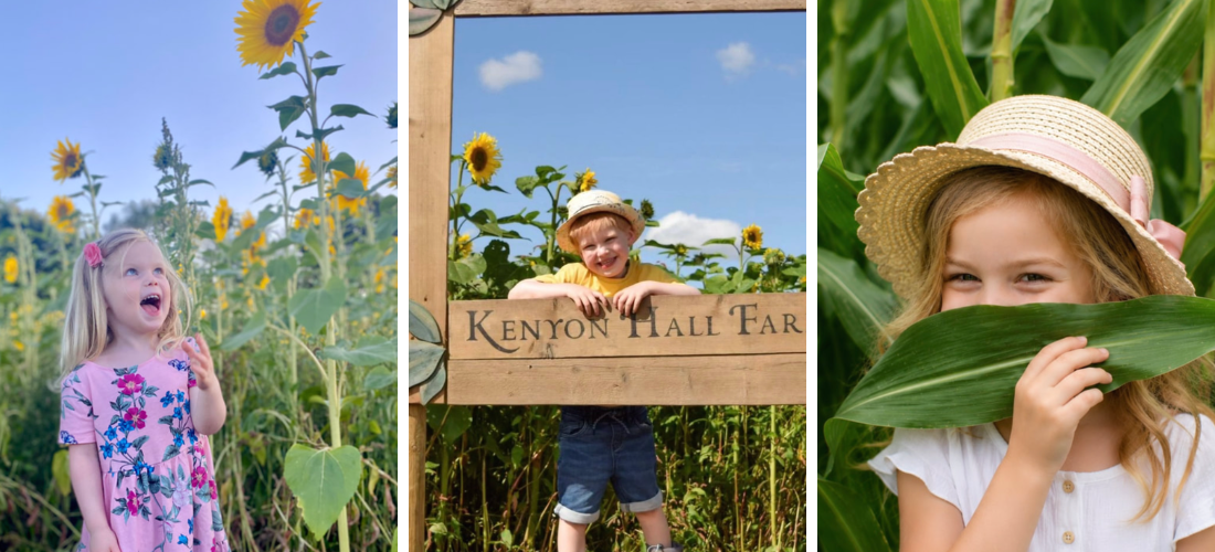 sunflower fields and liverpool farms