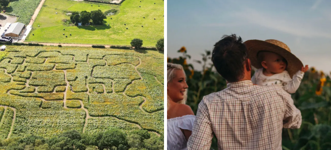 sunflower fields and liverpool farms