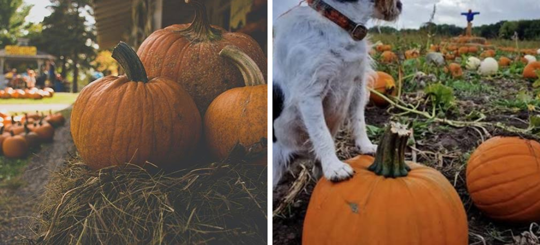 liverpool pumpkin patches