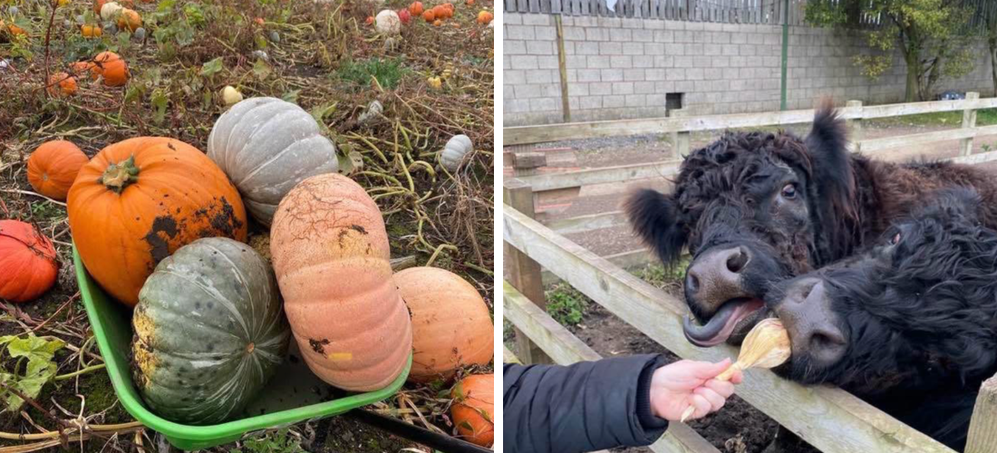 liverpool pumpkin patches