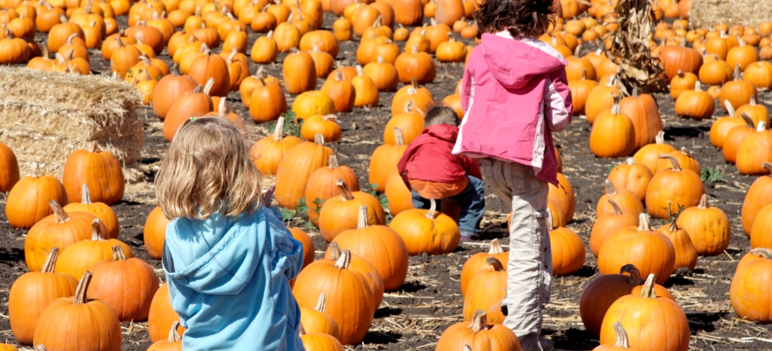 Liverpool pumpkin patches 2026