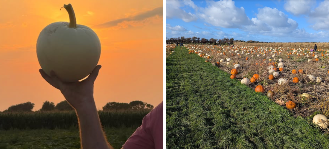 liverpool pumpkin patches