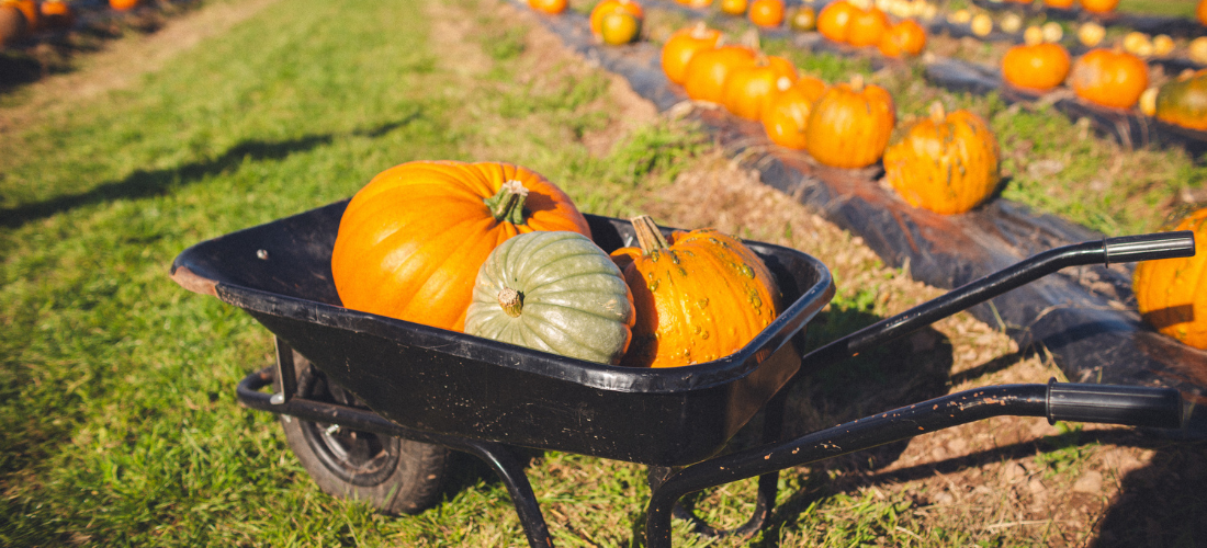 Liverpool pumpkin patches 2026
