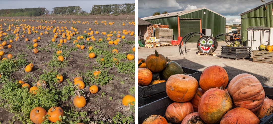 liverpool pumpkin patches
