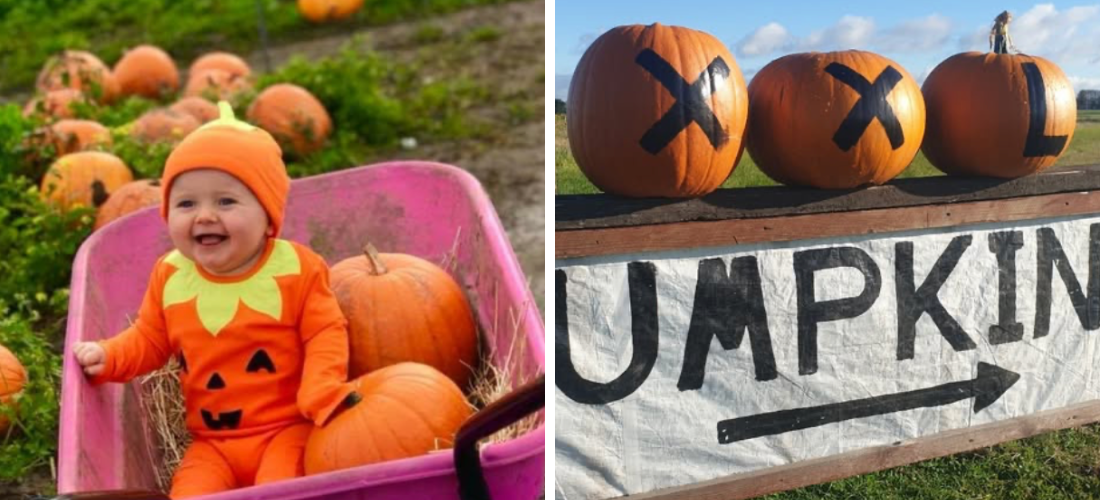 liverpool pumpkin patches
