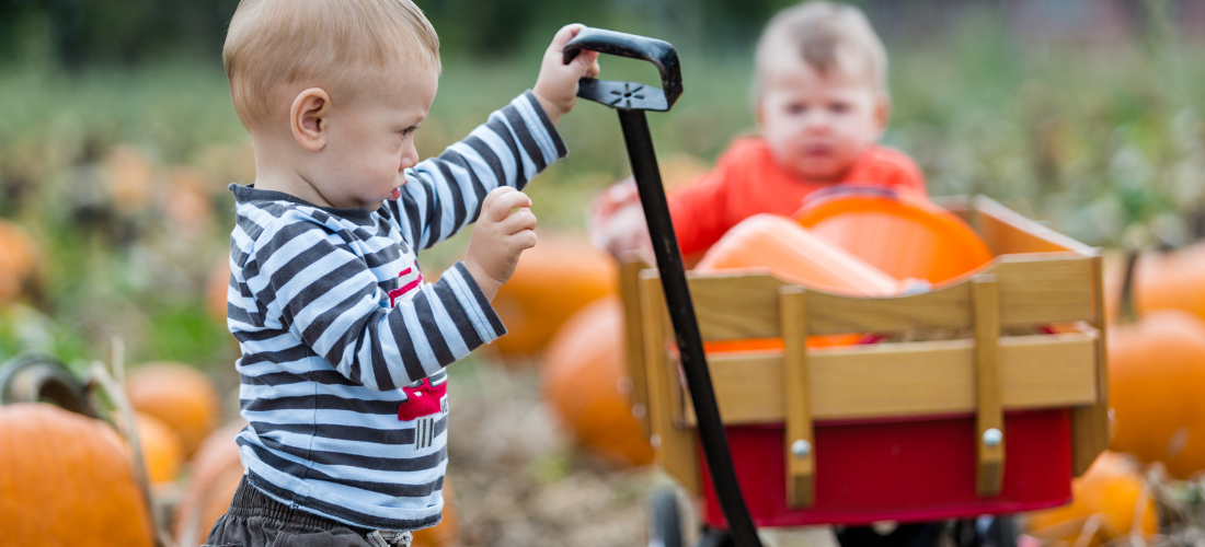 Liverpool pumpkin patches 2026