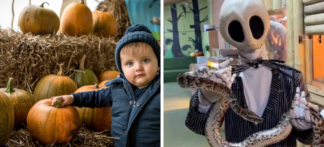 liverpool pumpkin patches