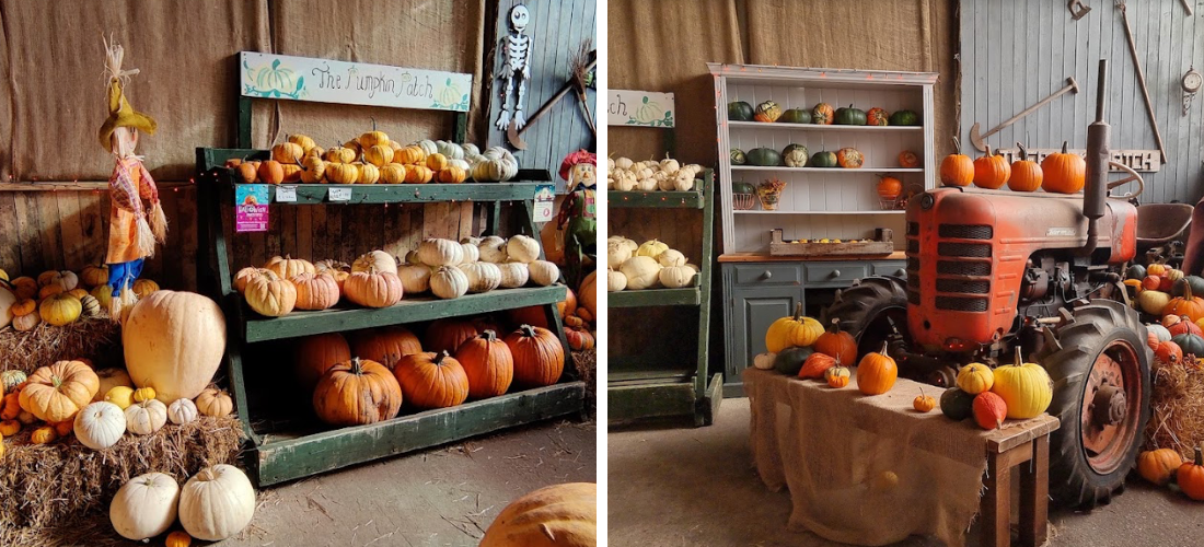 liverpool pumpkin patches