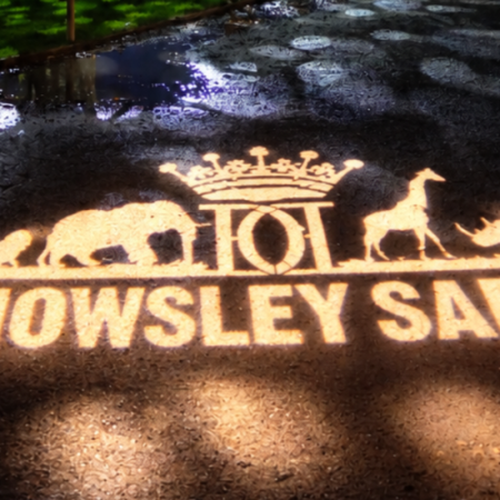 Knowsley Safari’s Enchanted Christmas 2026